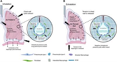 An Overview of the Role of Mechanical Stretching in the Progression of Lung Cancer